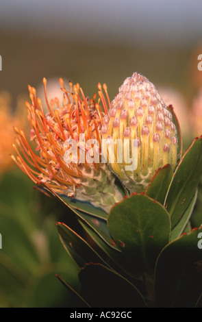 Baum-Nadelkissen (Leucospermum Conocarpodendron), Blume Stockfoto