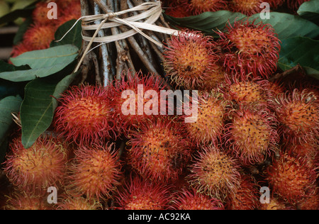 Rambutan (Nephelium Lappaceum), Reife Früchte, gebündelt Stockfoto