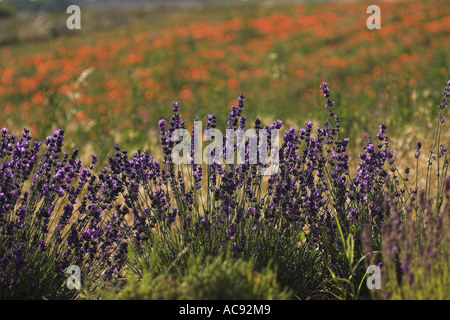 Lavendel (Lavandula Angustifolia, Lavandula Officinalis), vor Mohnfeld, Frankreich, Provence Stockfoto