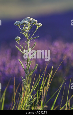 Schafgarbe (Achillea Millefolium), vor Lavendelfeld, Frankreich, Provence Stockfoto