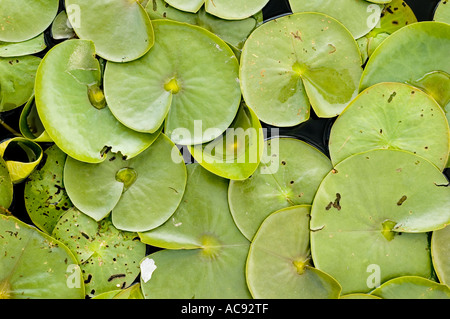 Blick von oben auf das grüne Wasser, das lilly auf einem Teich schwimmt. Nahaufnahme von überlappenden wasserlilienpads in einem natürlichen Gartenteich. Stockfoto