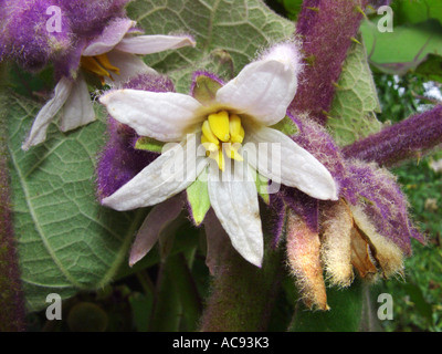 Lulo, Lulo (Solanum Quitoense), Blume Stockfoto