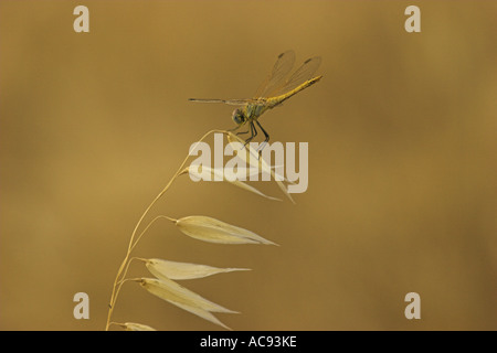 Scharlachrote Darter (Crocothemis Saccharopolyspora), auf wilde Hafer (Avena Fatua), Frankreich, Provence Stockfoto