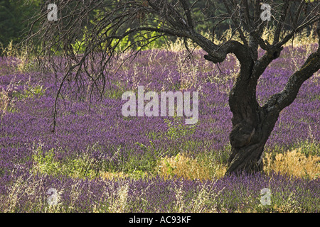 Bittermandel (Prunus Amygdalus), in einem Lavendelfeld, Frankreich, Provence Stockfoto