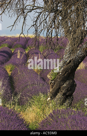 Bittermandel (Prunus Amygdalus), in einem Lavendelfeld, Frankreich, Provence Stockfoto