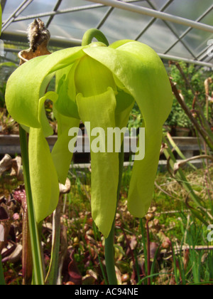 gelbe Schlauchpflanze, Jäger Horn (Sarracenia Flava), fleischfressende Pflanze, Blume Stockfoto