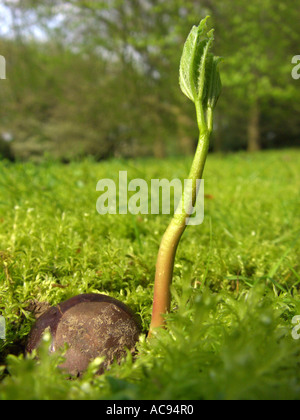 gemeinsamen Pferd Kastanie (Aesculus Hippocastanum), Sämling in einem park Stockfoto