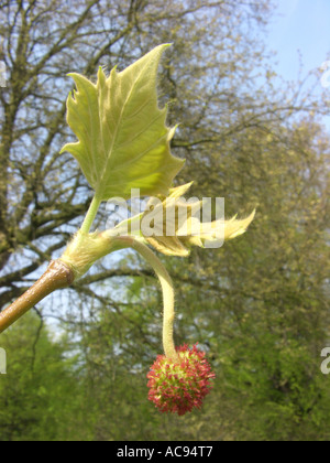 Europäischer Ebene, Maple-leaved Flugzeug (Platanus Hispanica (Platanus X hybrida)), Zweig mit weiblichen Blütenstand Stockfoto