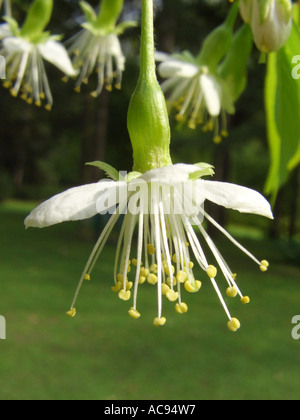 tibetische Kirsche, Birkenrinde Kirsche (Prunus Serrula), Blume Stockfoto