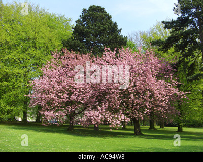 orientalische Kirsche (Prunus Serrulata 'Kanzan', Prunus Serrulata Kanzan), einziger Baum in einem park Stockfoto