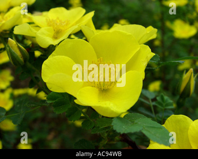 Goldene Rose von China, Vater Hugo rose (Rosa Aromen (Rosa Xanthina fo. Aromen)), Blume Stockfoto