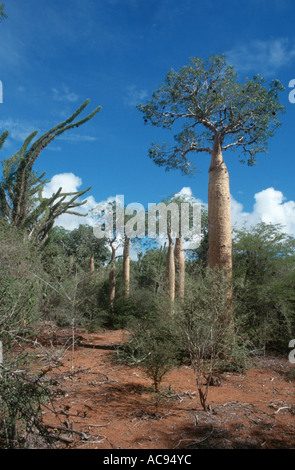 Bäume in Madagaskar, Madagaskar, Affe Tamarinde (Affenbrotbäume spec.), Baobab, Monkey Brot Stockfoto