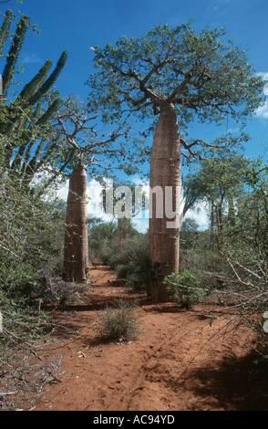 Bäume in Madagaskar, Madagaskar, Affe Tamarinde (Affenbrotbäume spec.), Baobab, Monkey Brot Stockfoto