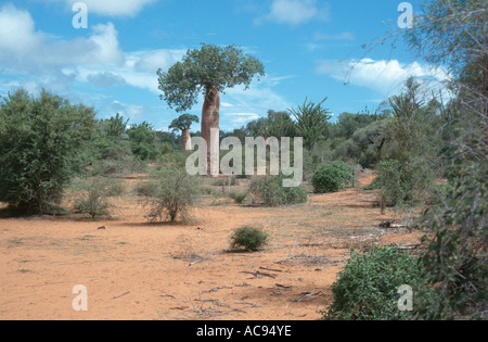 Bäume in Madagaskar, Madagaskar, Affe Tamarinde (Affenbrotbäume Digitata), Baobab, Monkey Brot Stockfoto