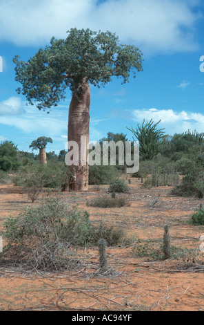 Bäume in Madagaskar, Madagaskar, Affe Tamarinde (Affenbrotbäume spec.), Baobab, Monkey Brot Stockfoto