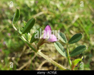 Frühling-Wicke (Vicia Lathyroides), Blätter und Blume Stockfoto