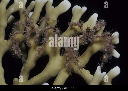 Seespinne (Achaeus Spinosus), auf Korallen, Ägypten, Safaga Stockfoto