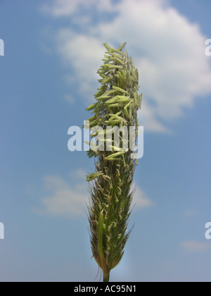 Meadow Foxtail Grass (Alopecurus Pratensis), Blütenstand, Deutschland, Nordrhein-Westfalen Stockfoto