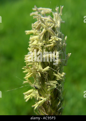 Meadow Foxtail Grass (Alopecurus Pratensis), Blütenstand, Staubbeutel, Deutschland, Nordrhein-Westfalen Stockfoto