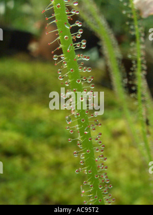 Thread-leaved Sonnentau (Drosera Filiformis), fleischfressende Pflanze, Blatt mit klebrigen Tropfen Stockfoto