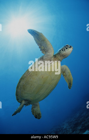 grüne Schildkröte, Turtle Rock, Fleisch Schildkröten (Chelonia Mydas), von unten, Malaysia, Sipadan Stockfoto