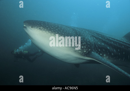 Walhai (Rhincodon Typus), der größte Fisch der Welt schwimmen mit Taucher, Indonesien, Pulau Weh Stockfoto