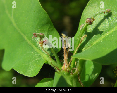 Stieleiche pedunculate Eiche Englisch Eiche (Quercus Robur), weibliche Blüten Stockfoto