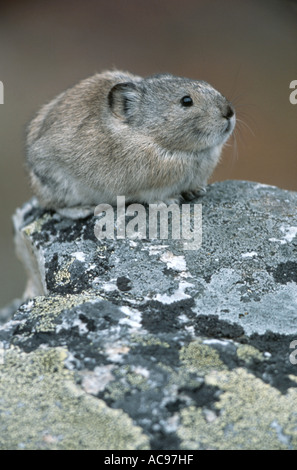 Collared Pika (Ochotona Collaris), sitzen auf Sicherheit Punkt, wachsam, USA, Alaska Stockfoto