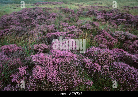 Heather, Ling (Calluna Vulgaris), Heide im schottischen Hochland, Sutherland Stockfoto