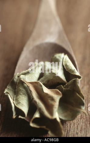 Kaffir Limette (Citrus Hystrix), getrocknete Blätter auf Löffel Stockfoto