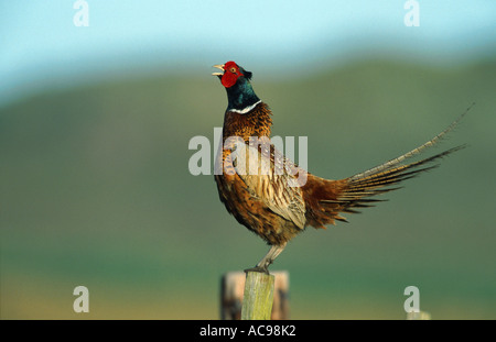 gemeinsamen Fasan, Kaukasus Fasane, kaukasische Fasan (Phasianus Colchicus), Porträt von einem weinenden männlich, Niederlande, Texel Stockfoto