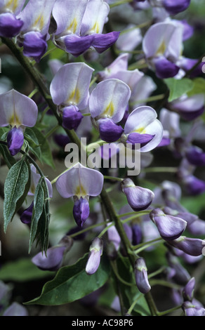 Wisteria Sinensis Sy W. Chinenis (chinesischer Blauregen) Bi Farbe lila und weiß Stockfoto