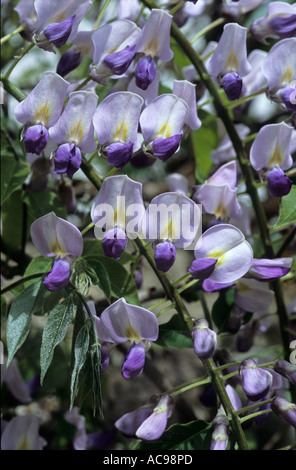 Wisteria Sinensis Sy W. Chinenis (chinesischer Blauregen) Bi Farbe lila und weiß Stockfoto