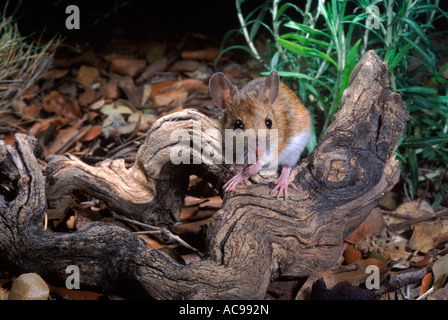 AO-Waldmaus auf Toten Ast Apodemus Sylvaticus Spanien Stockfoto