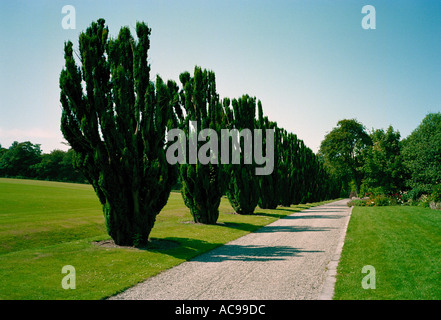 Eine feine Linie des irischen Eiben einen Spaziergang im Park des stattlichen Hauses Ardgillan Castle, North County Dublin, Irland Stockfoto