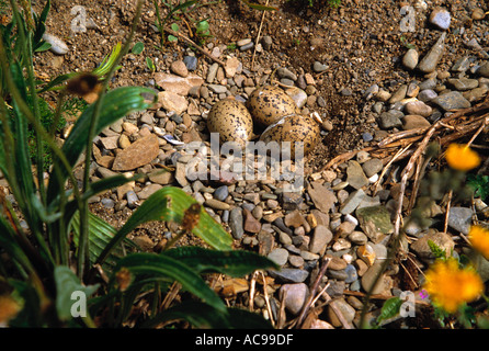 Eine Silbermöwe Nest auf dem Boden auf einer Insel vor der Küste von Dublin, Irland Stockfoto