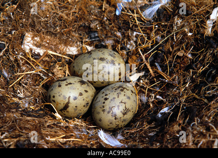 Eine Silbermöwe Nest auf dem Boden auf einer Insel vor der Küste von Dublin, Irland Stockfoto