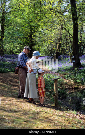 Familie im Wald Bluebell Hyacinthoides Non Scriptus Arlington Sussex UK Stockfoto