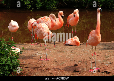 Bunte Wasservögel die berühmten Rosaflamingos, putzen sich an einem See in einem Naturschutzgebiet Stockfoto