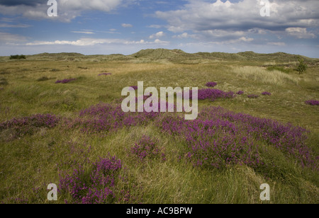 Winterton Dünen Norfolk UK Juli Stockfoto