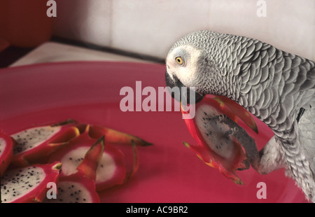 Afrikanische Grau-Papagei Essen ein Stück Drachenfrucht Stockfoto