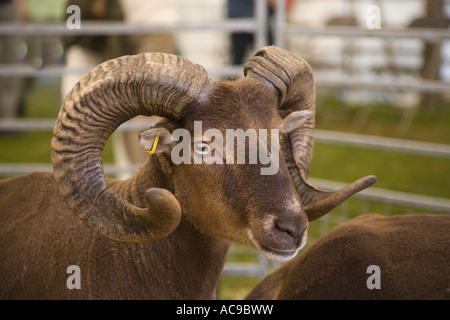 Castlemilk Moorit Schafe adulter Widder Stockfoto