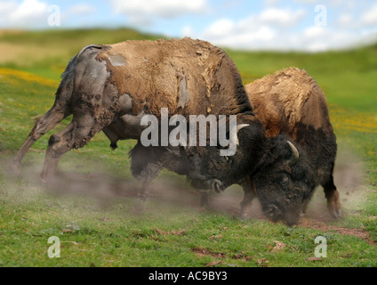 Amerikanischer Bison, Büffel (Bison Bison), zwei Bullen kämpfen Stockfoto