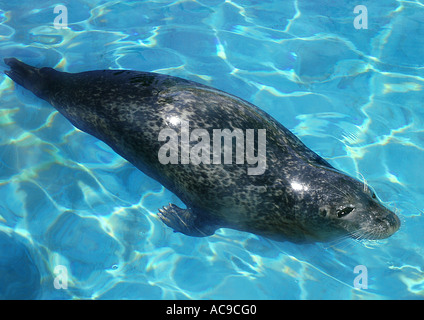 Mittelmeer-Mönchsrobbe (Monachus Monachus), Schwimmen Stockfoto