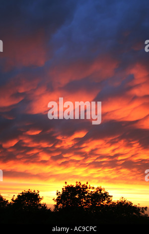 Dramatischer Sonnenuntergangshimmel mit feurigen Wolken über Silhouettenbäumen. Stockfoto