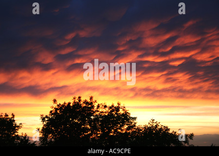 Dramatischer Sonnenuntergangshimmel mit feurigen Wolken über Silhouettenbäumen. Stockfoto