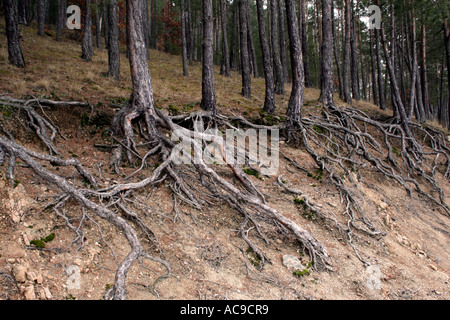 Baumwurzeln, die auf einem Waldhang sichtbar sind, zeigen komplizierte Wurzelsysteme und Erosion. Stockfoto