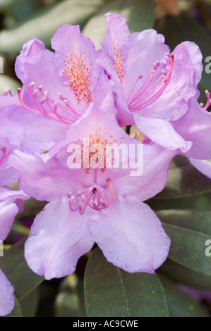 Schöne Nahaufnahme von vielen rosafarbenen Blüten der Azaleen Ericaceae Rhododendron Mosers kastanienbraun blühend in der Natur mit grünem Laubhintergrund. Stockfoto