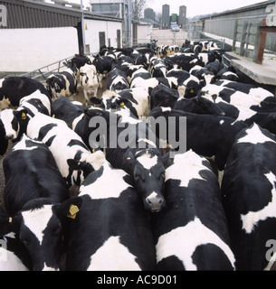 Holstein-Friesian Kühen in den Hof vor gemolken Stockfoto