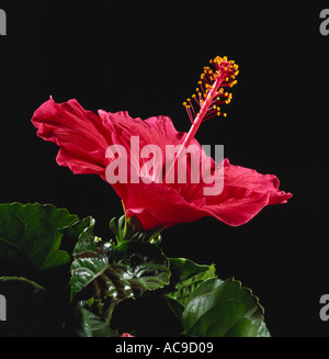 Eine rote Hibiscus Spp Blume zeigt Stil Stigmatisierung und Staubblätter Blütenteile Stockfoto